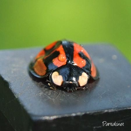 カメノコテントウ