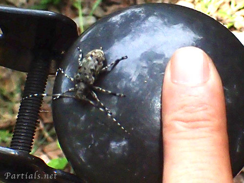 カタシロゴマフカミキリ