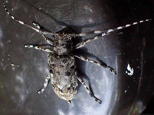 カタシロゴマフカミキリ