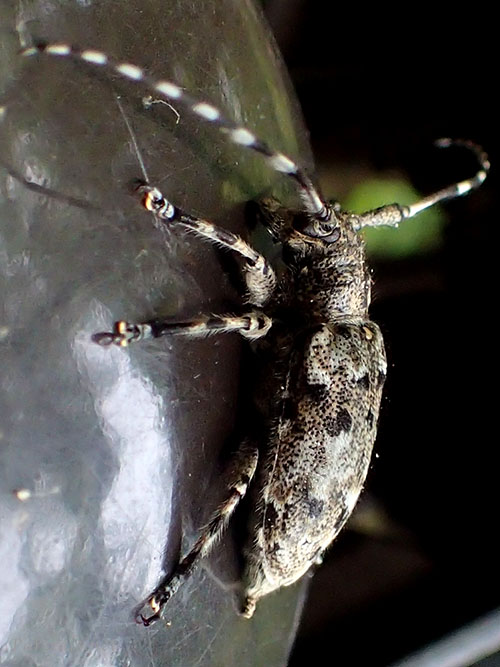 カタシロゴマフカミキリ