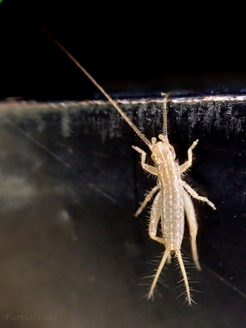 カネタタキ幼虫