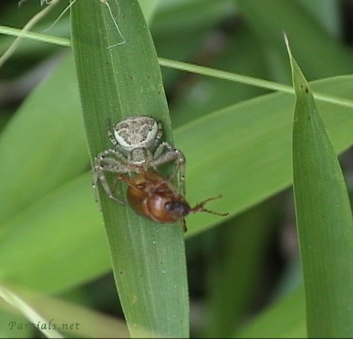 カニグモの一種