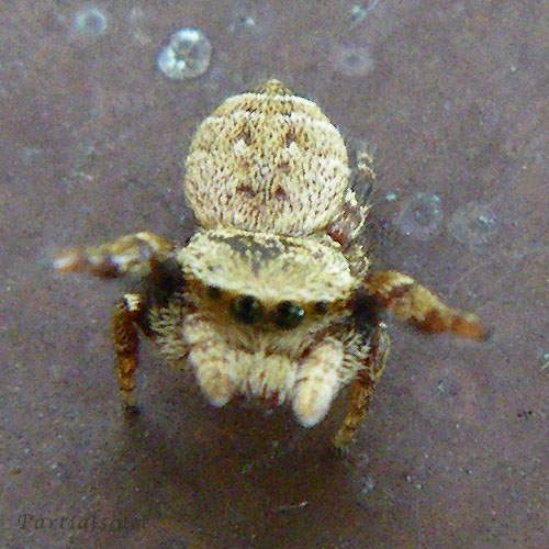 カラスハエトリ