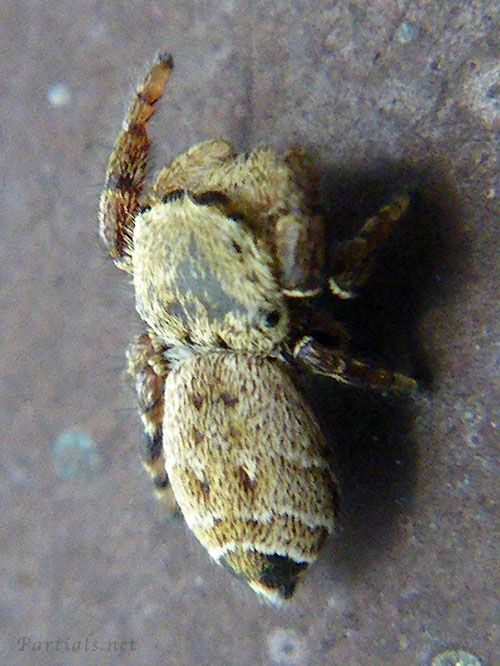 カラスハエトリ♀