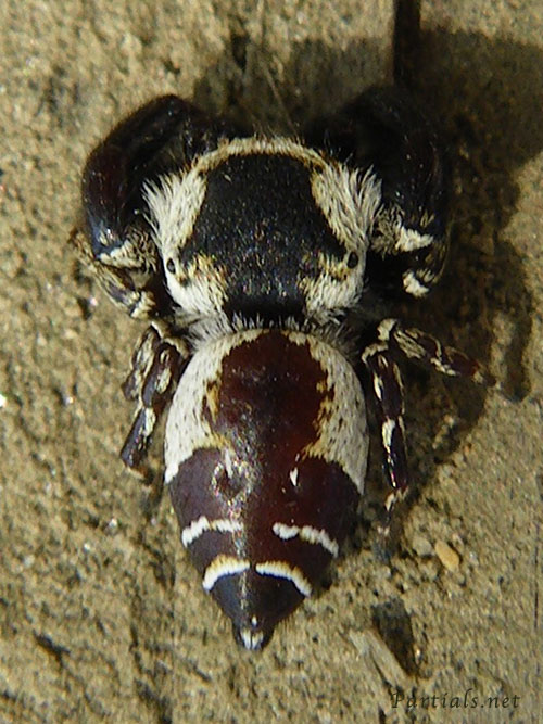 カラスハエトリ♂