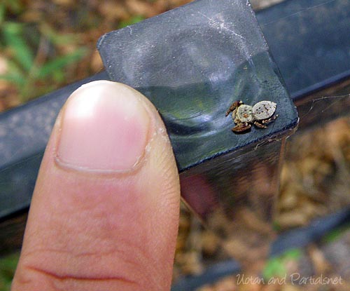 カラスハエトリ