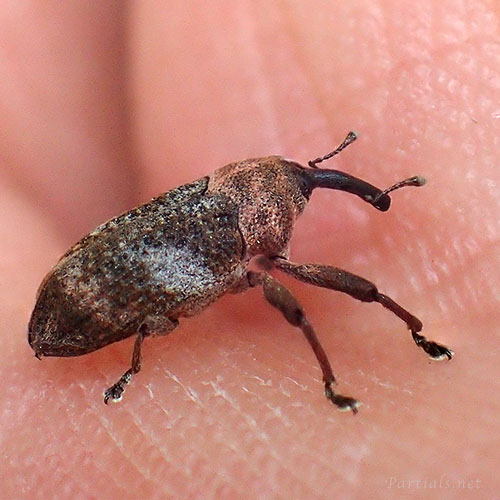 カシアシナガゾウムシ