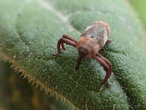 カシアシナガゾウムシ