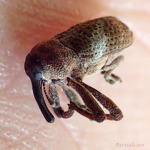 カシアシナガゾウムシ