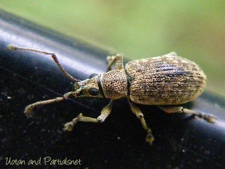 カシワクチブトゾウムシ