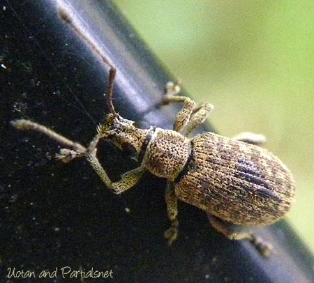 カシワクチブトゾウムシ
