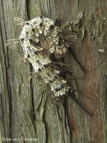 カシワマイマイ幼虫