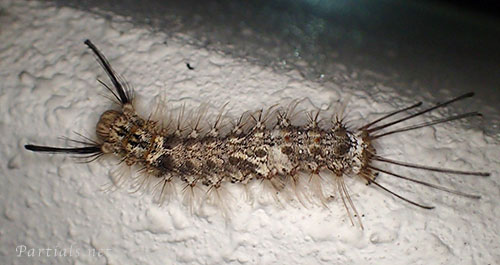 カシワマイマイ幼虫