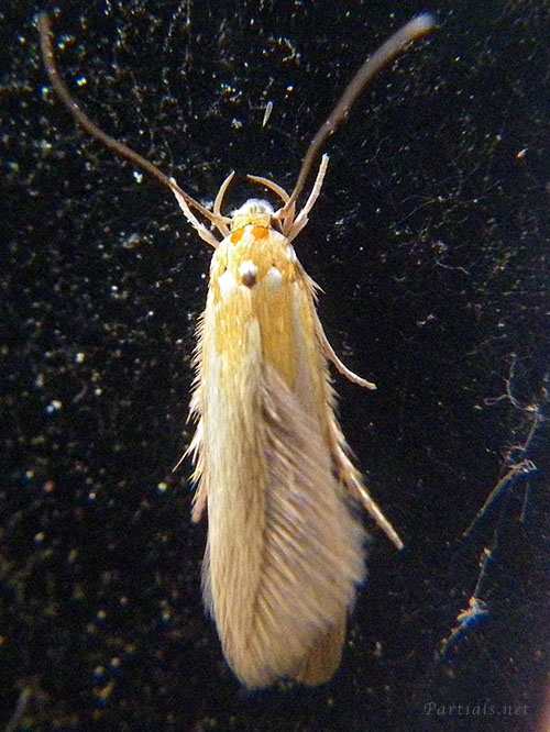 カタアカマイコガ