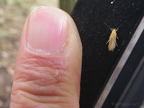 カタアカマイコガ