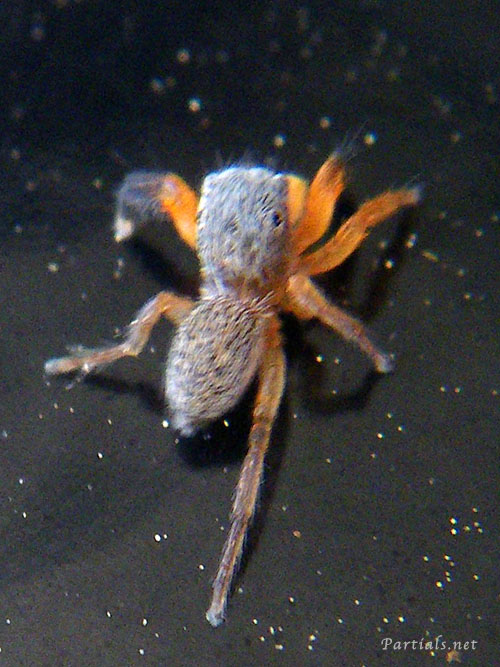 カタオカハエトリ