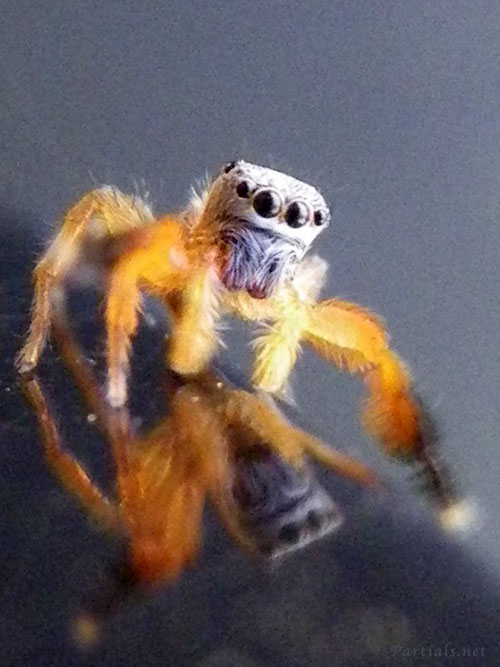 カタオカハエトリ雄