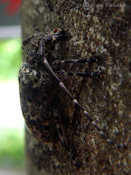 カタシロゴマフカミキリ