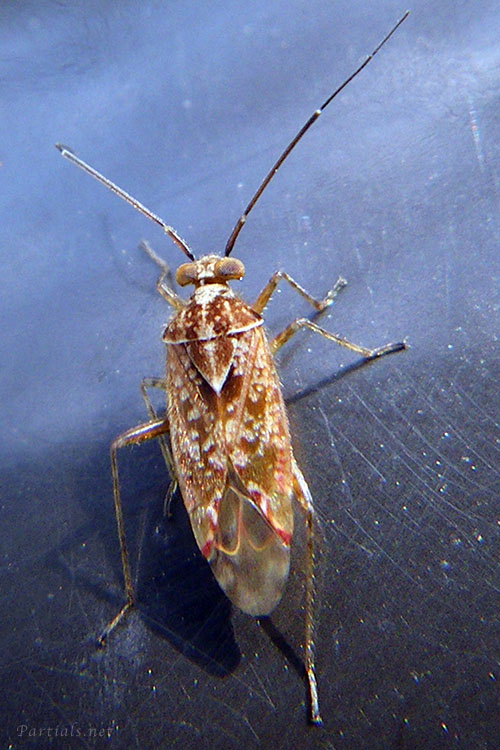 ケブカカスミカメ