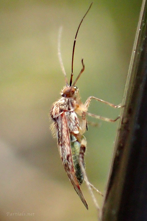 ケブカカスミカメ