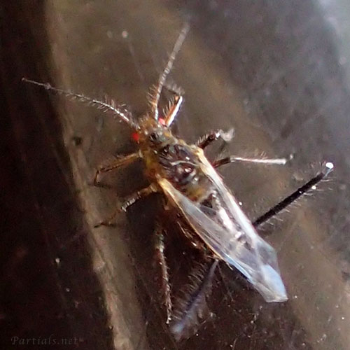 ケクダアブラムシ