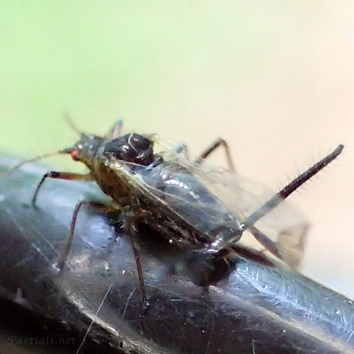 ケクダアブラムシ