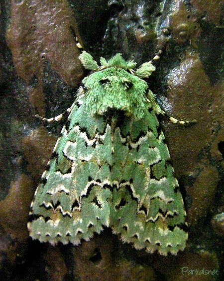 ケンモンミドリキリガ