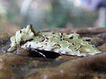 ケンモンミドリキリガ