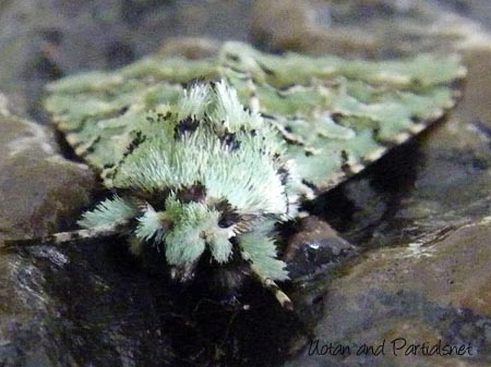 ケンモンミドリキリガ