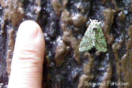 ケンモンミドリキリガ