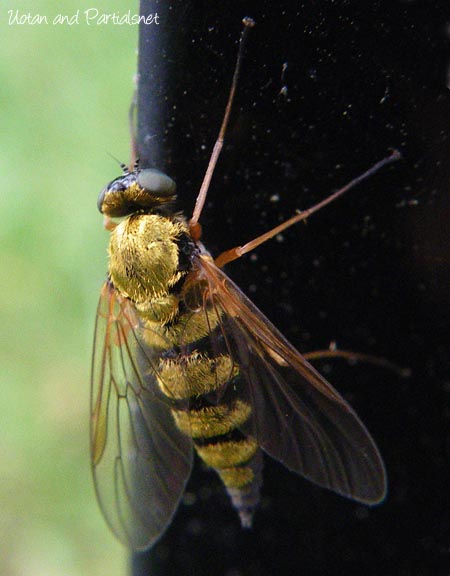 キアシキンシギアブ