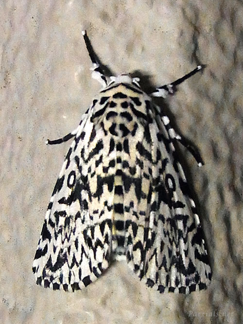 キバラケンモン