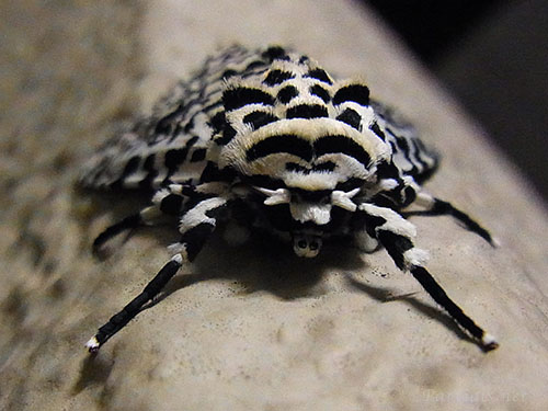 キバラケンモン