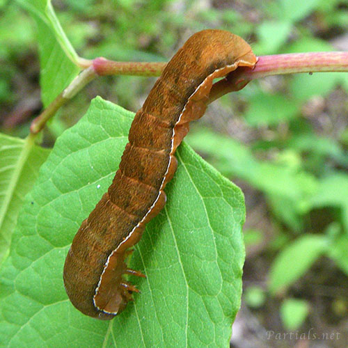 キバラモクメキリガの幼虫