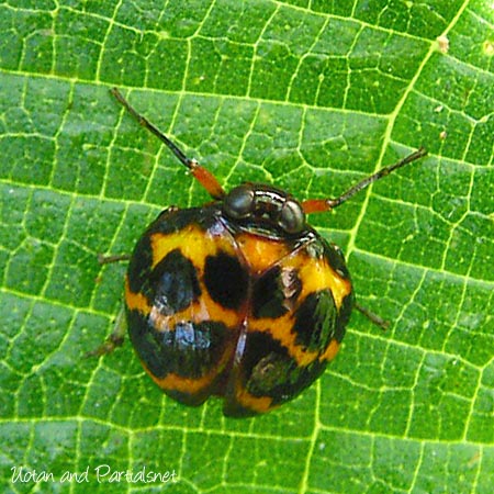 キボシマルウンカ