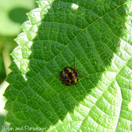 キボシマルウンカ