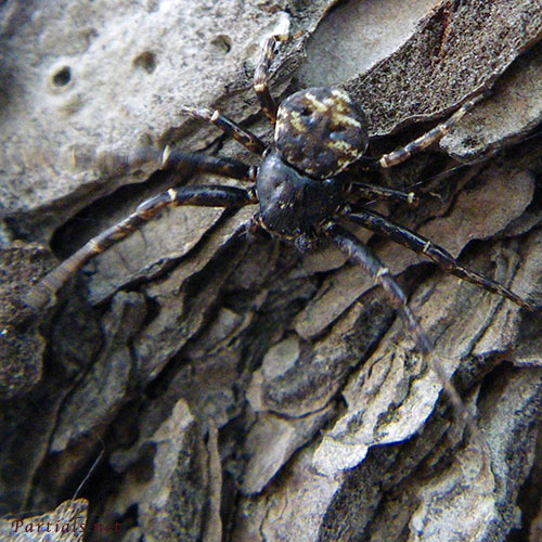 キハダカニグモ♂