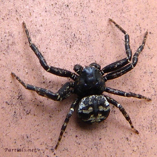 キハダカニグモ♂