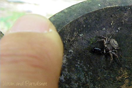 キハダカニグモ♀