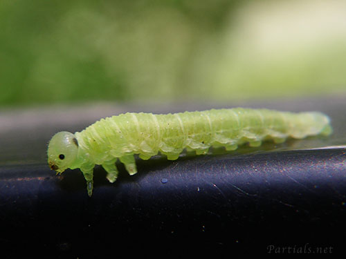 キイロハバチ幼虫とセンニンソウ