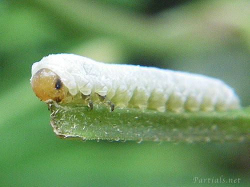 キイロハバチ幼虫