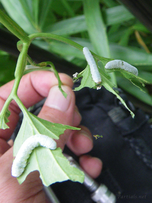 キイロハバチ幼虫とセンニンソウ