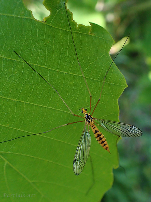 キイロホソガガンボ