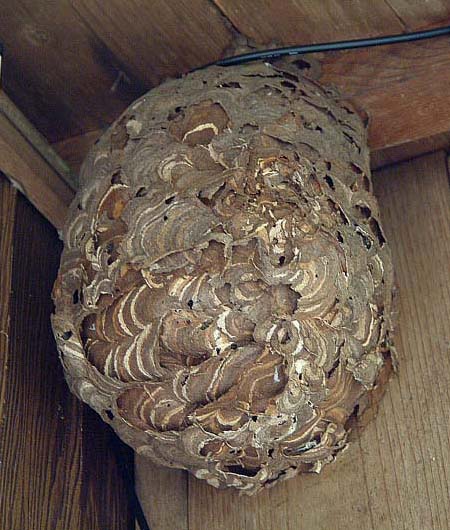 キイロスズメバチの巣