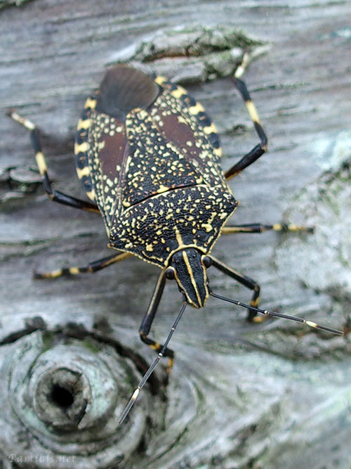 キマダラカメムシ