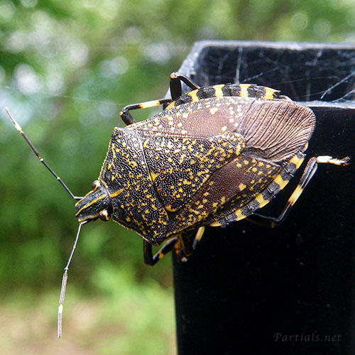 キマダラカメムシ