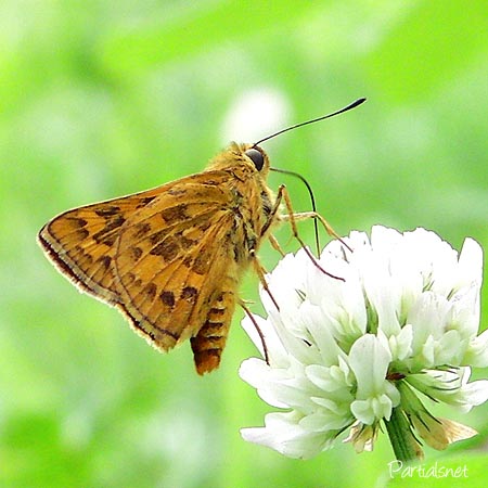 キマダラセセリ