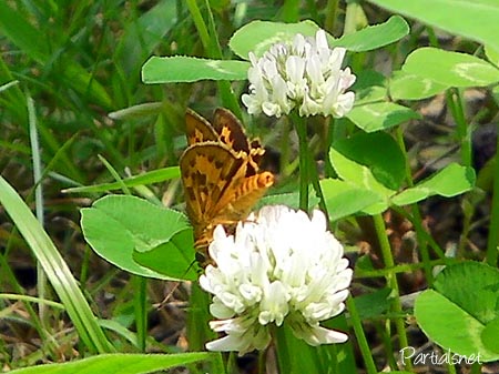 キマダラセセリ