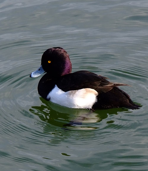 キンクロハジロ