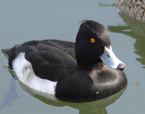 キンクロハジロ